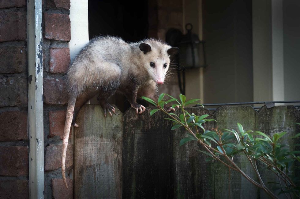 Adult female Virginia opossum.