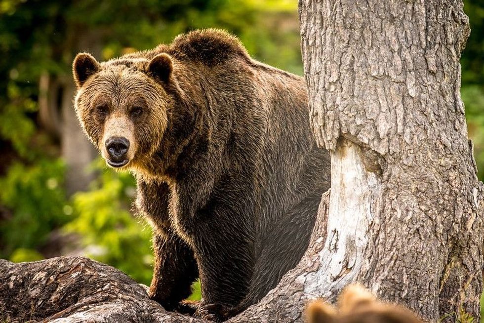 Adult Grizzly Bear In The Forest