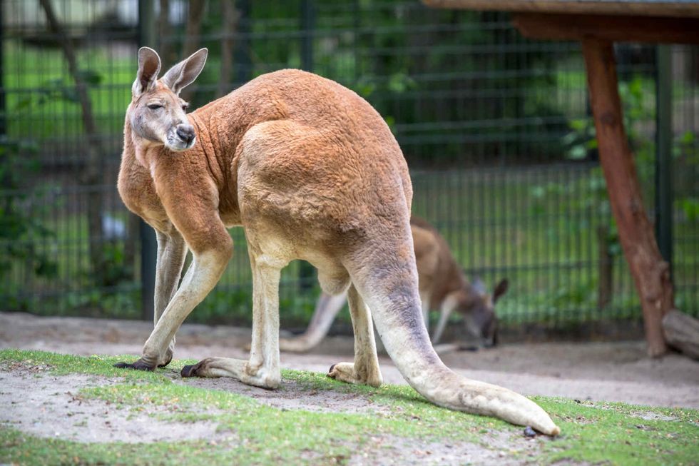 Adult male of Red Kangaroo in a zoo.