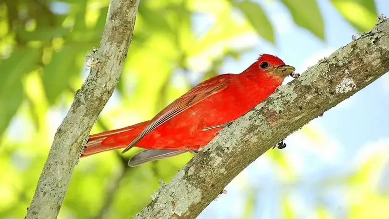 Adult male summer tanagers have bright strawberry-red plumage.
