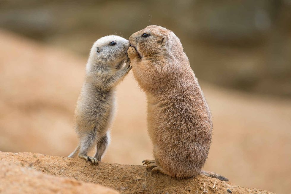 Adult prairie dog and a baby sharing their food.