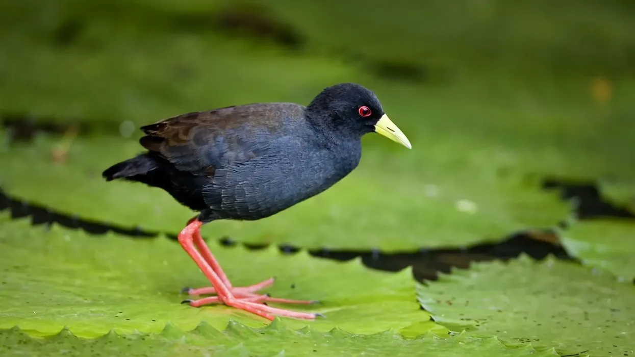 African black crake facts offer unique insight and description into this fascinating animal.