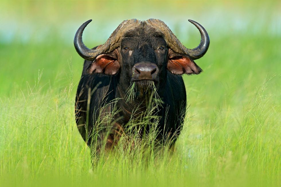 African Buffalo standing on the river bank.