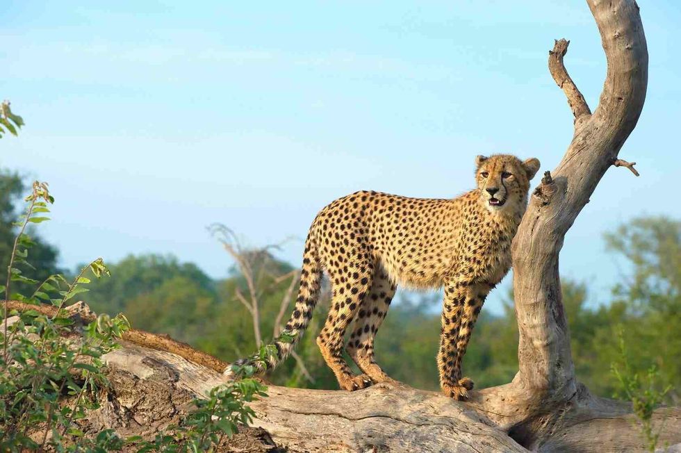 African Cheetah in a forest