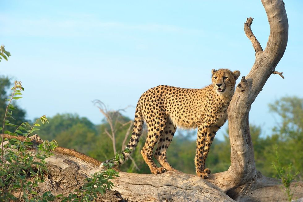 African Cheetah on a tree branch.