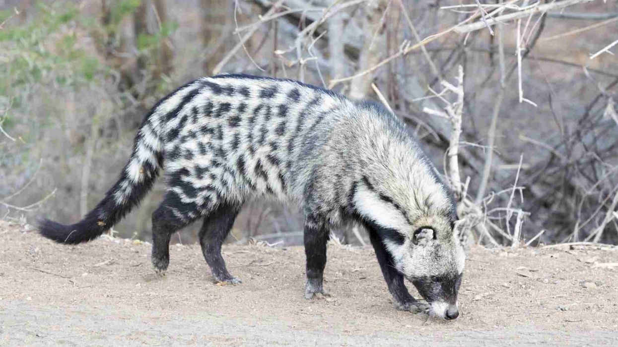 African civet facts are great for kids.