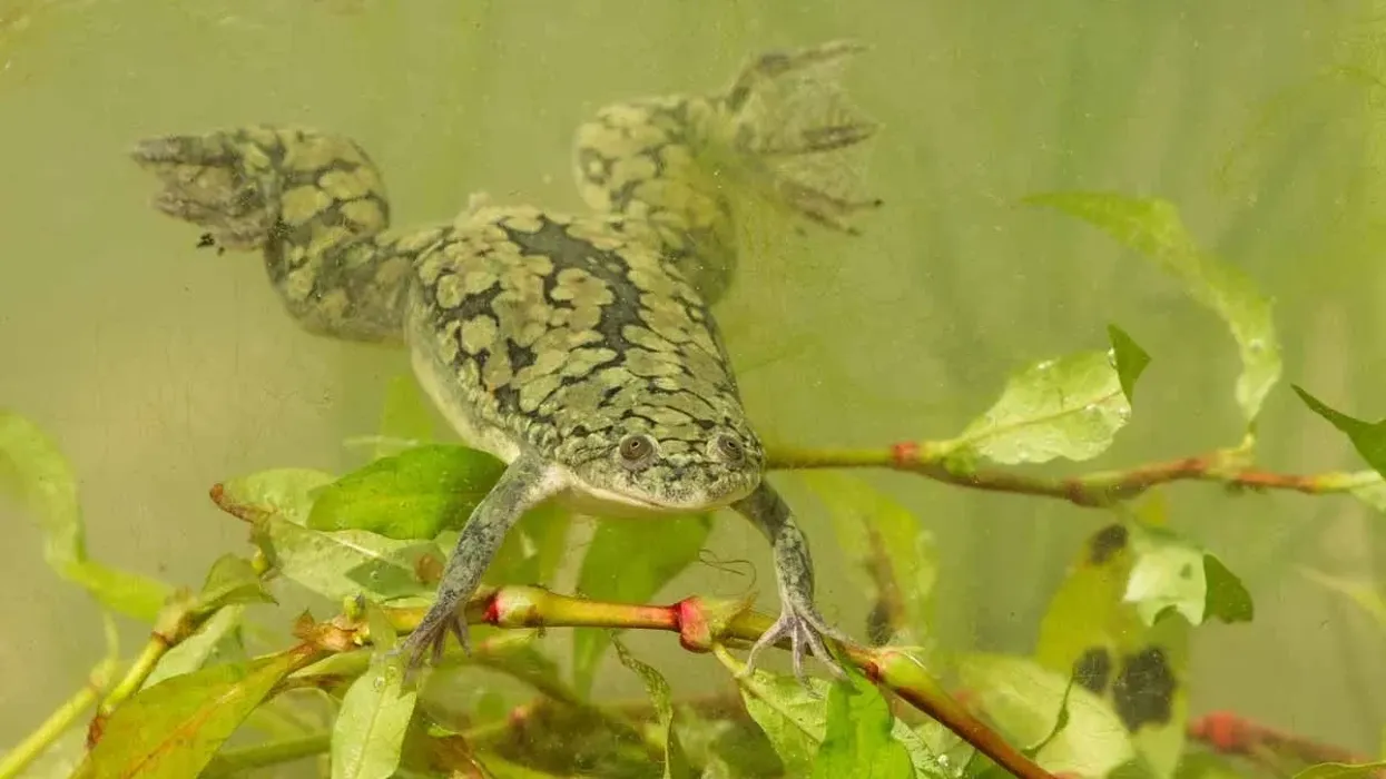 African Clawed Frog facts are in abundance!