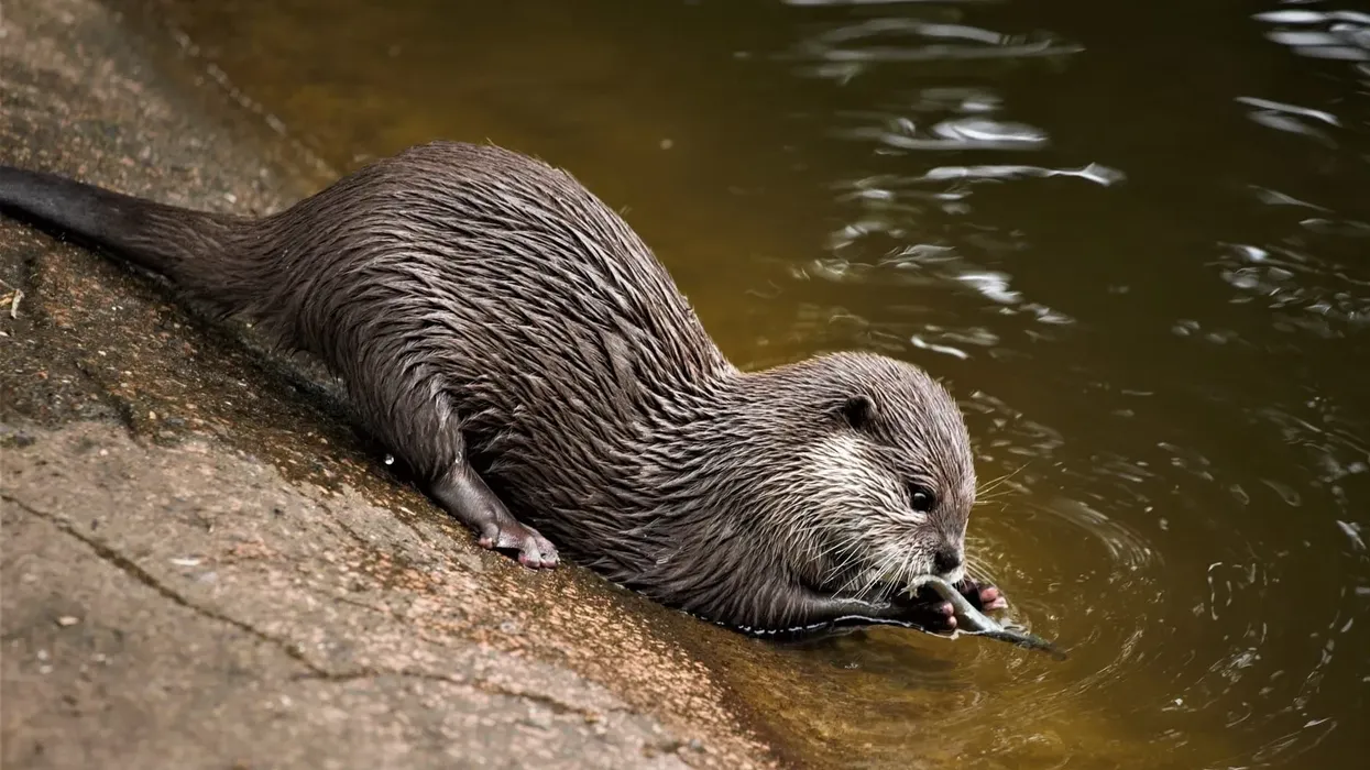 African clawless otter facts are about the second largest freshwater otter species.