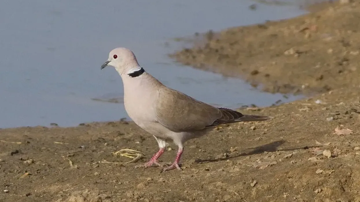 African collard dove facts tell us they are a small dove.
