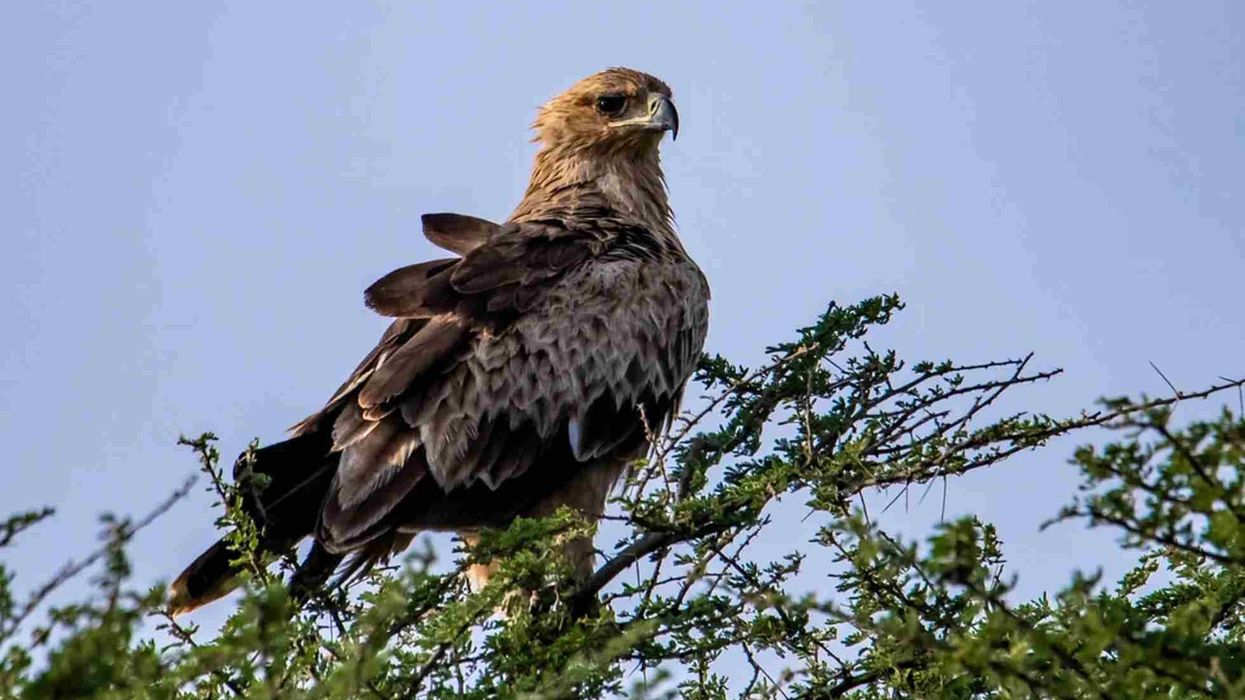 African crowned eagle facts about the powerful bird of prey