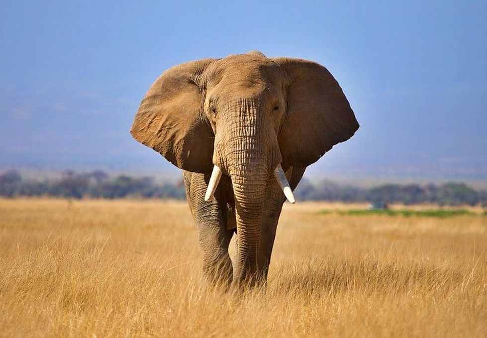 African Elephant infant in Amboseli National Park