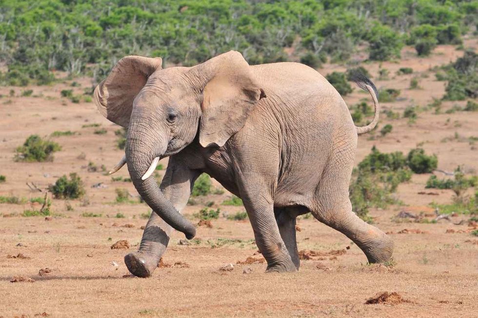 African Elephant running