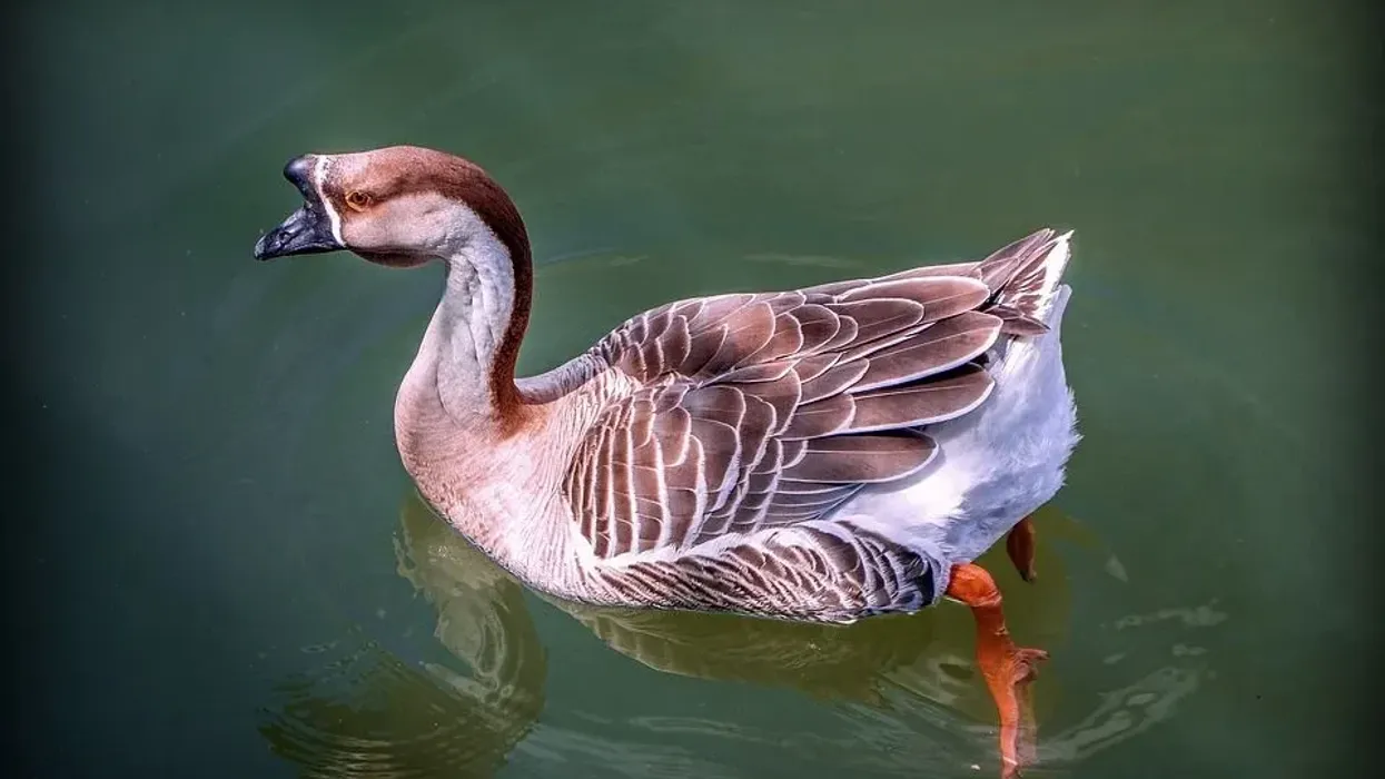 African goose facts about a goose with amazing brown plumage.