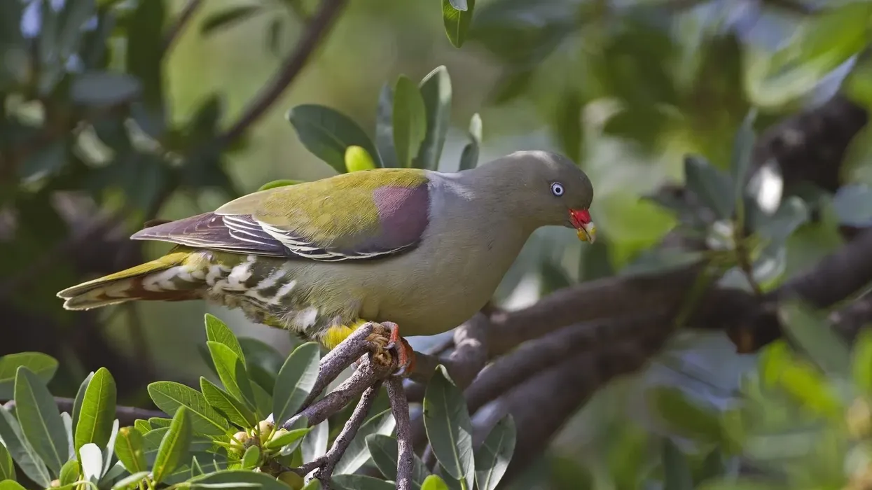 African green pigeon facts tell us it is a species endemic to Sub-Saharan Africa.
