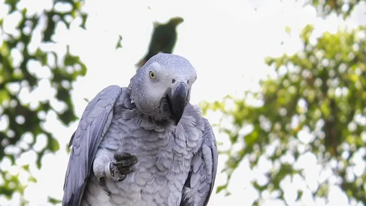 African grey parrot facts for kids, such as Congo African grey parrots live in tropical climates of western and central Africa, are interesting.