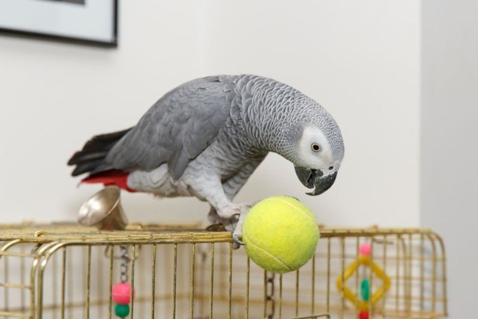 African Grey parrot sitting on the cage