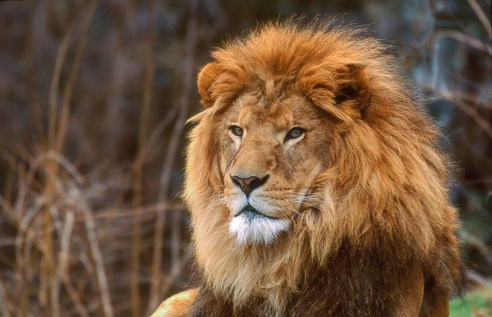 African lion in jungle