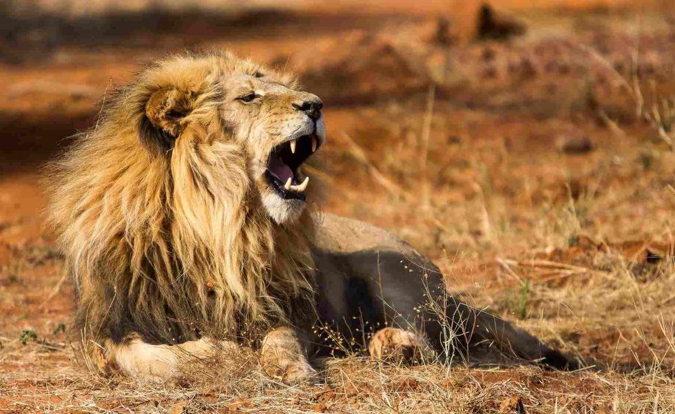 African Lion roars while lying