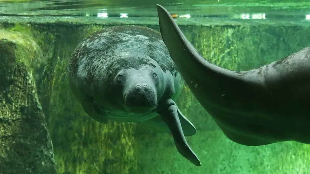 African manatee facts about a mammal also known as a river cow.