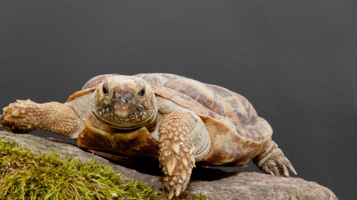 African Pancake tortoise is facing extinction due to habitat destruction