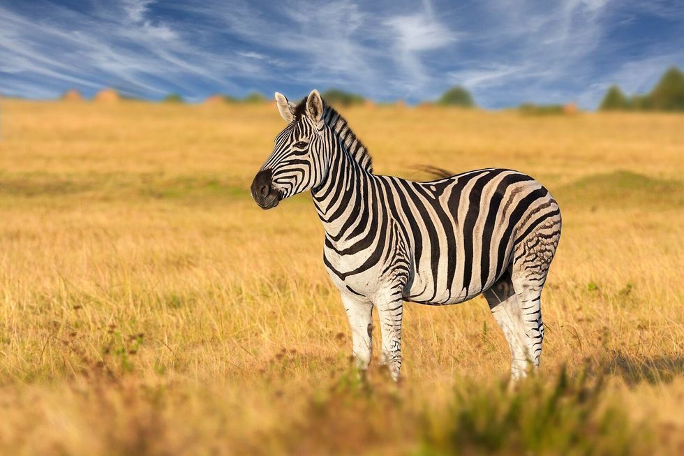 African plains zebra on the dry brown savannah grasslands