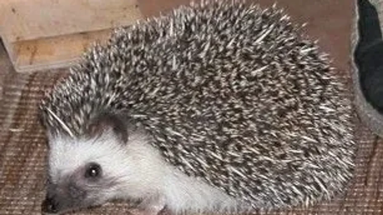 African pygmy hedgehog facts talk about their unique body skin.