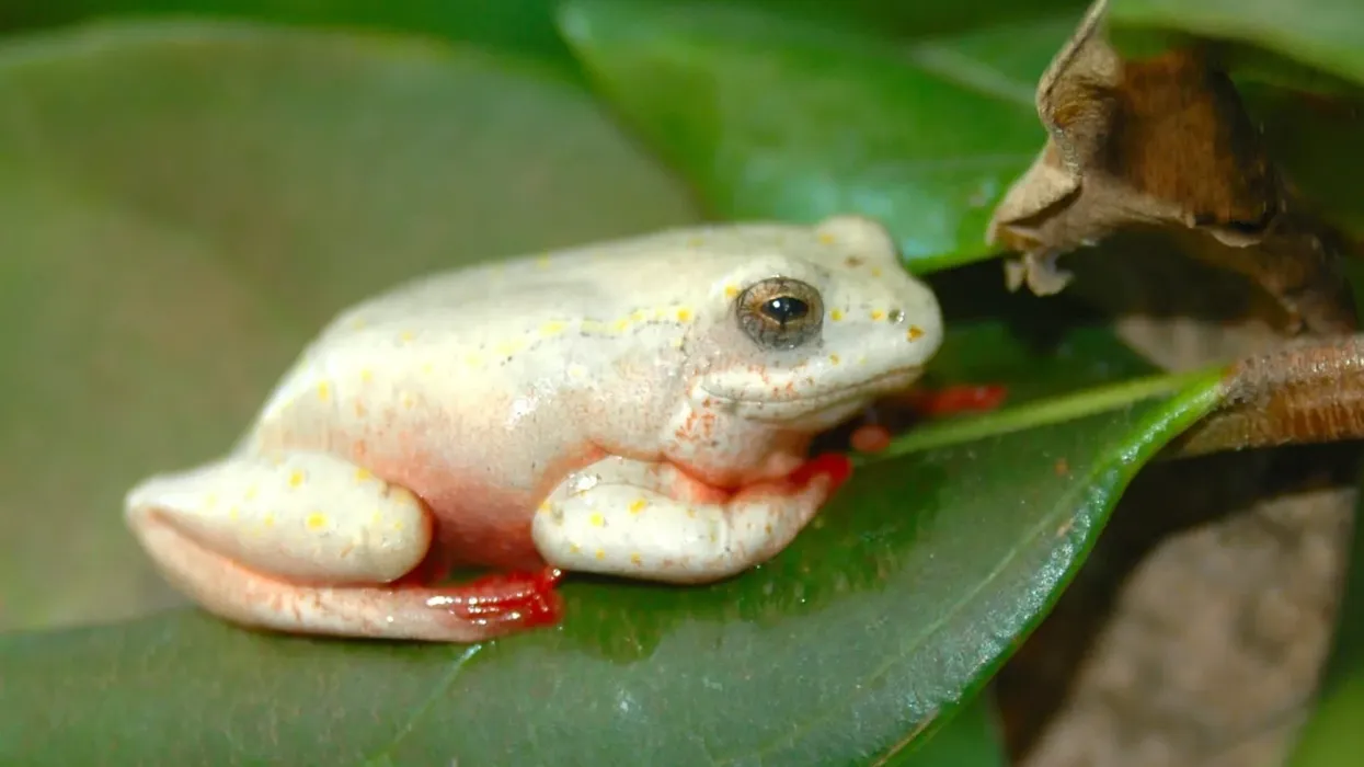 African reed frog facts about a frog species endemic to Sub Saharan Africa.
