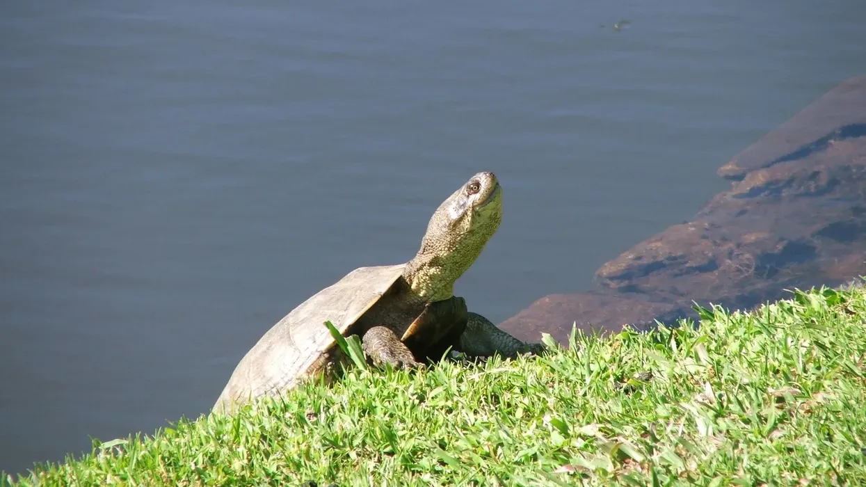 African sideneck turtle facts talk about the sidenecks that stay in the water.