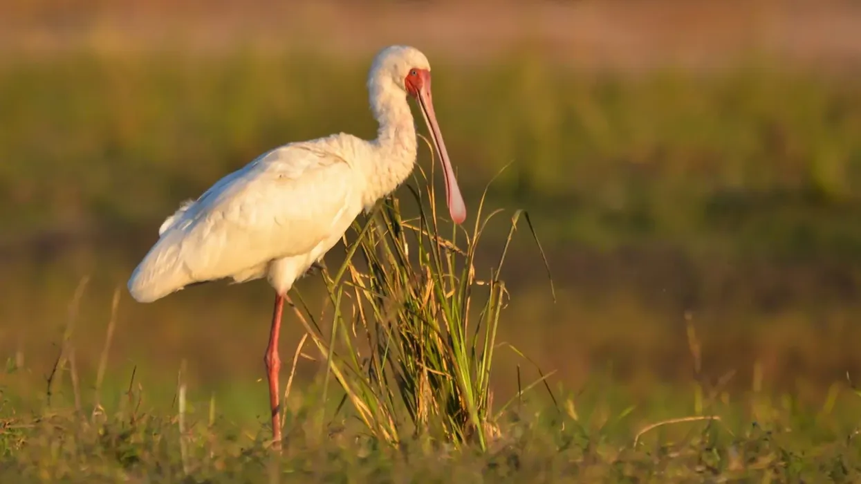 African spoonbill facts tell us they are a long-legged wading bird.