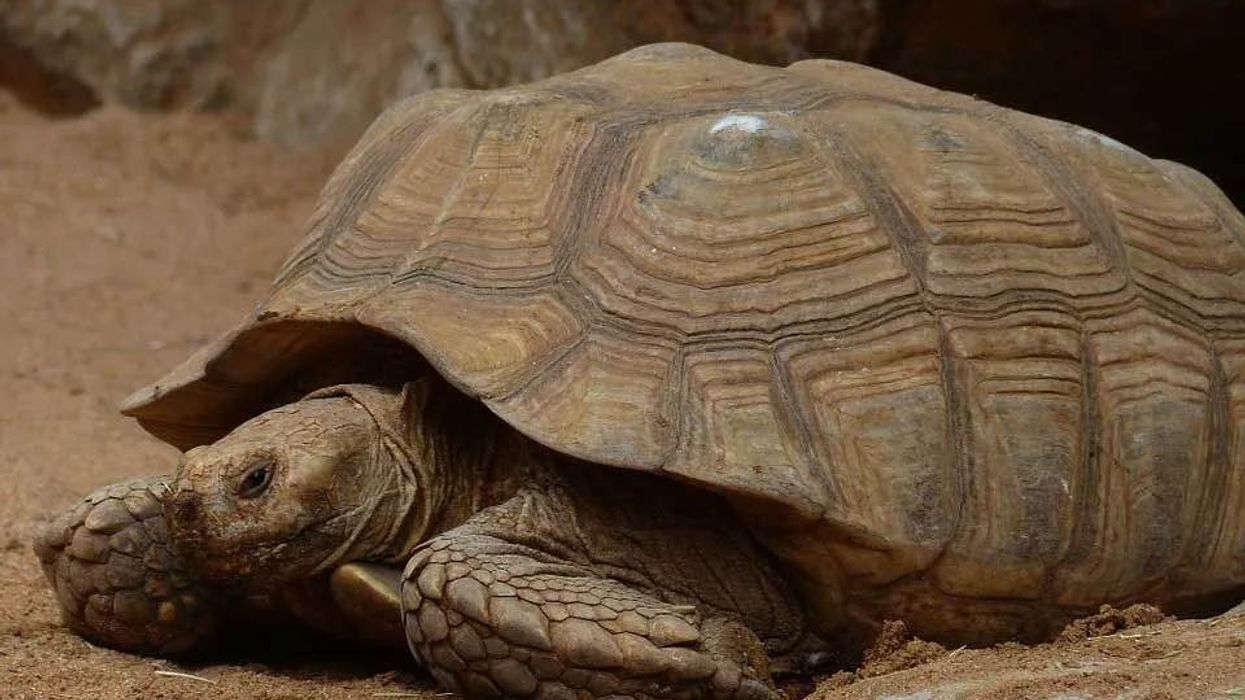 African spurred tortoise facts are very fascinating