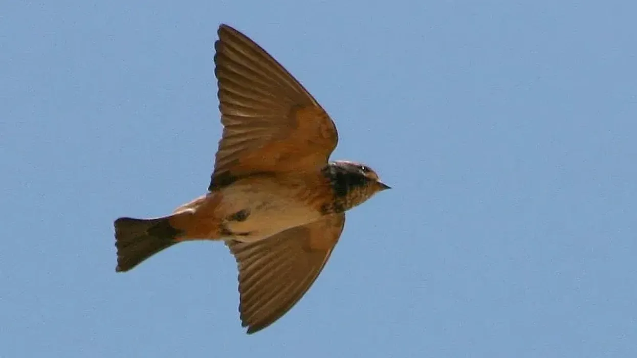African swallow facts that you wouldn't have known.