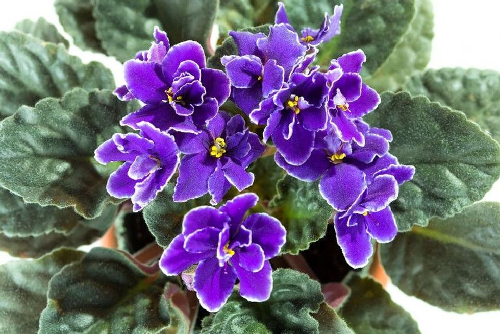 African Violet aka Saintpaulia close up.