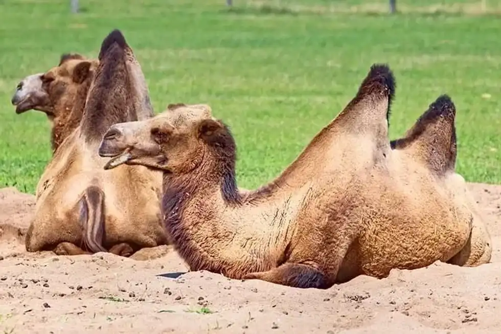 After reading about two humps in camels, people wonder what is a two-humped camel called.