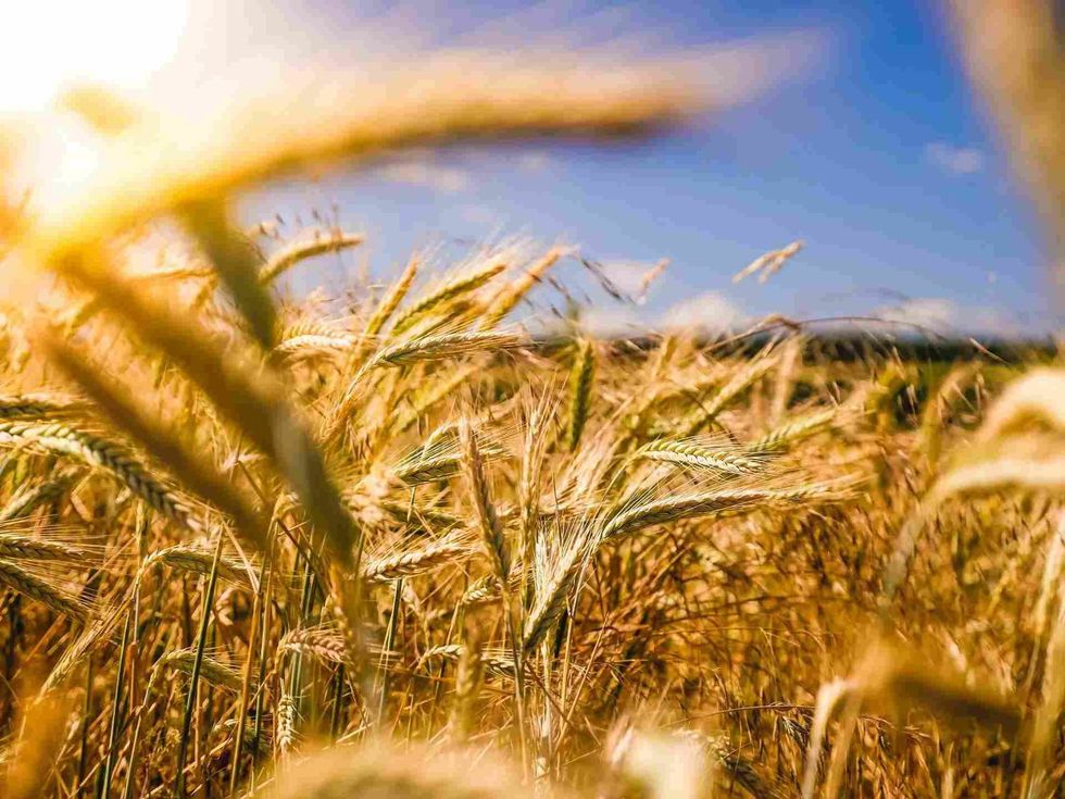 Agricultural revolution was an unprecedented surge in agriculture