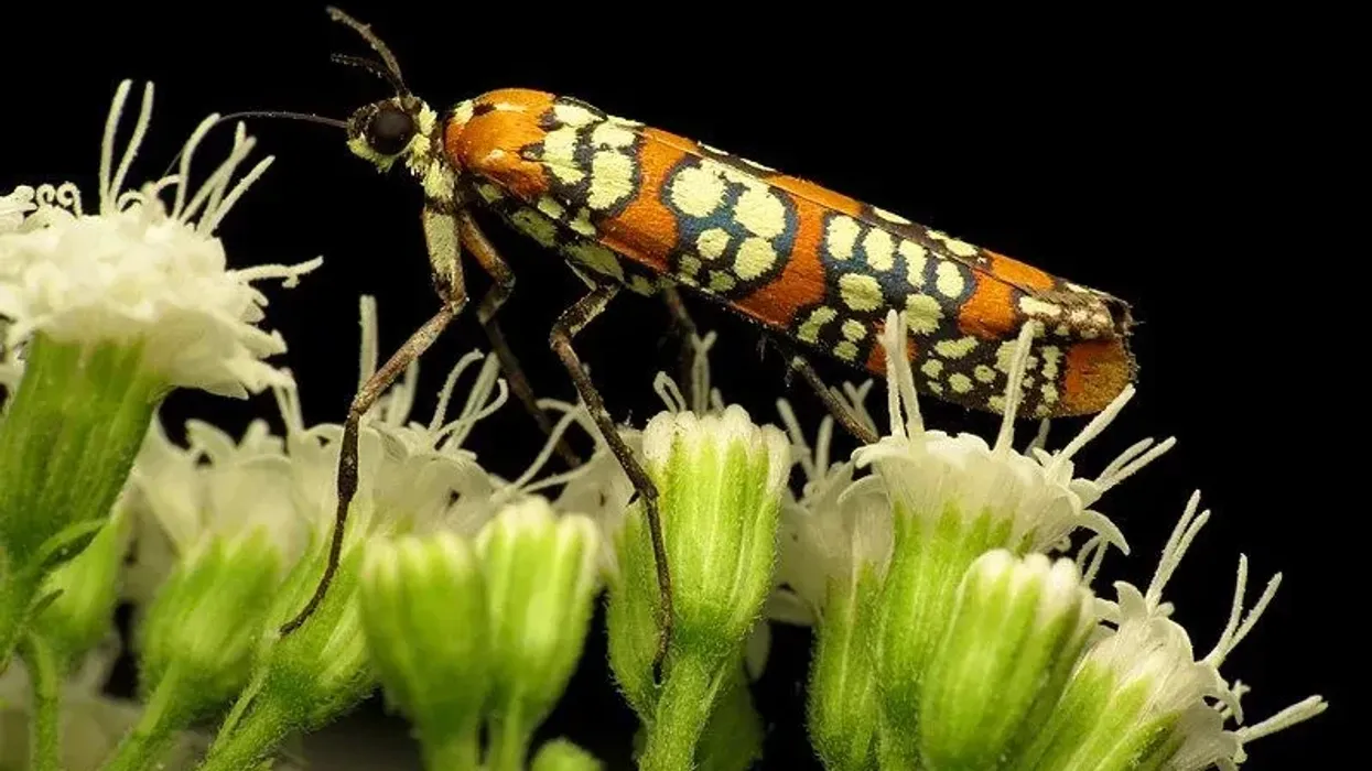 Ailanthus webworm moth facts about the colorful moth.