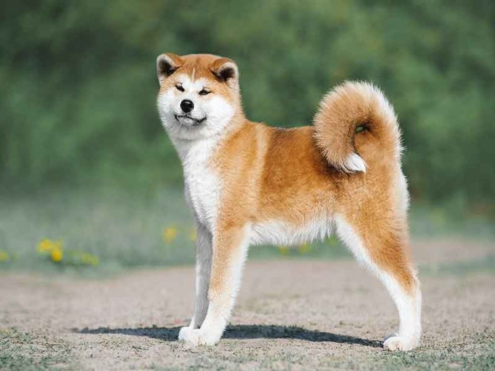Akita Inu puppy standing on concrete floor.