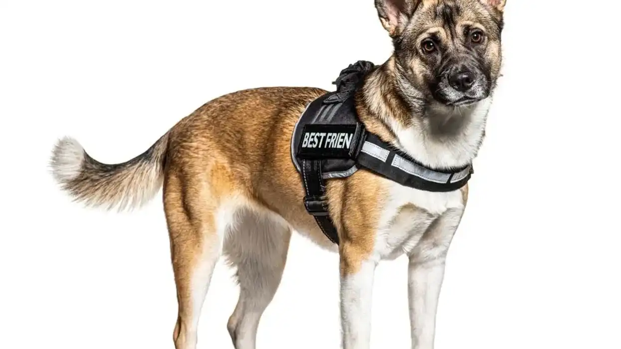 Akita Shepherd facts such as it is a powerful creature that resembles a German Shepherd are interesting.