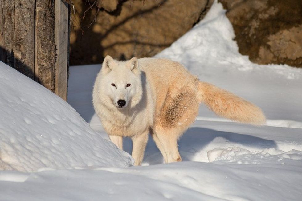 Alaskan wolf in snow.