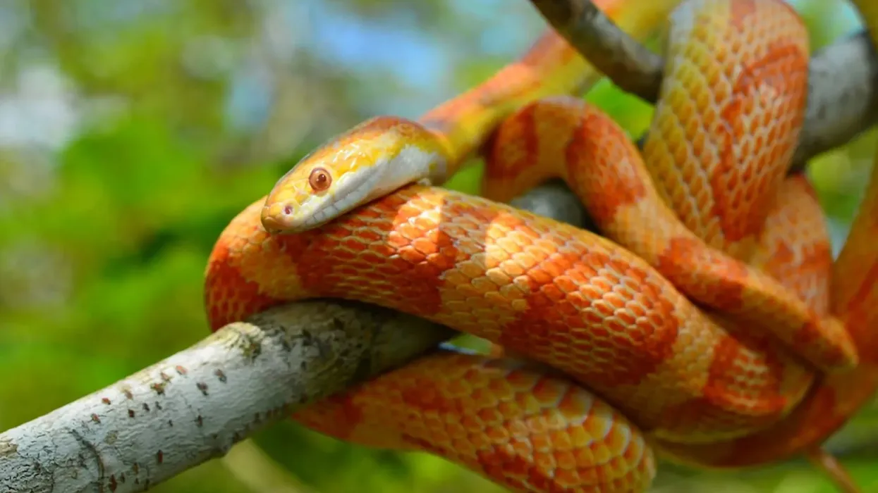 Albino Corn Snake facts for kids talk about their health and food habits.