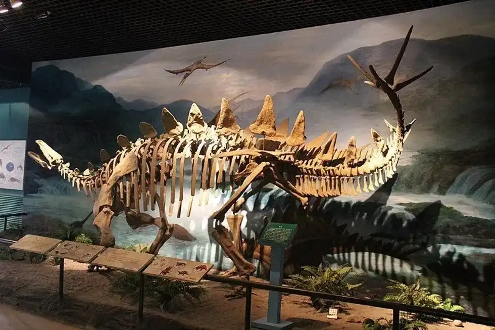 Alcovasaurus facts such as this is a representation of the dinosaur previously known as Stegosaurus longispinus. It is now called Alcovasaurus longispinus.