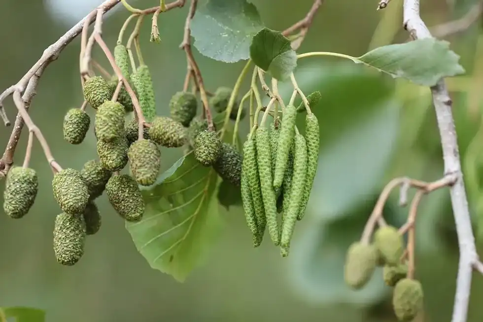 Alder tree facts include information about its natural habitat.