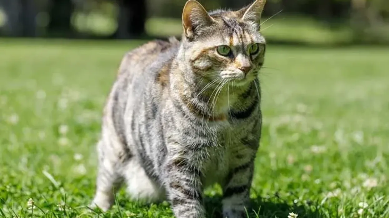 All American bobtail cats have longer hind legs, almond-shaped eyes, and different coat colors