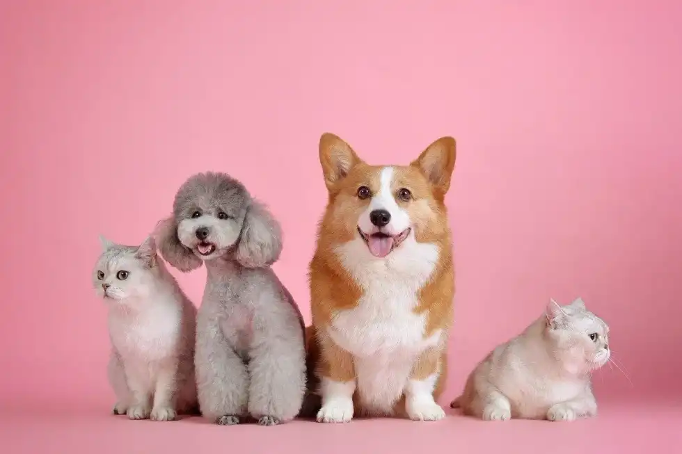 All American Pet Photo Day is the day to dress up and strike your favorite pose with your pets.