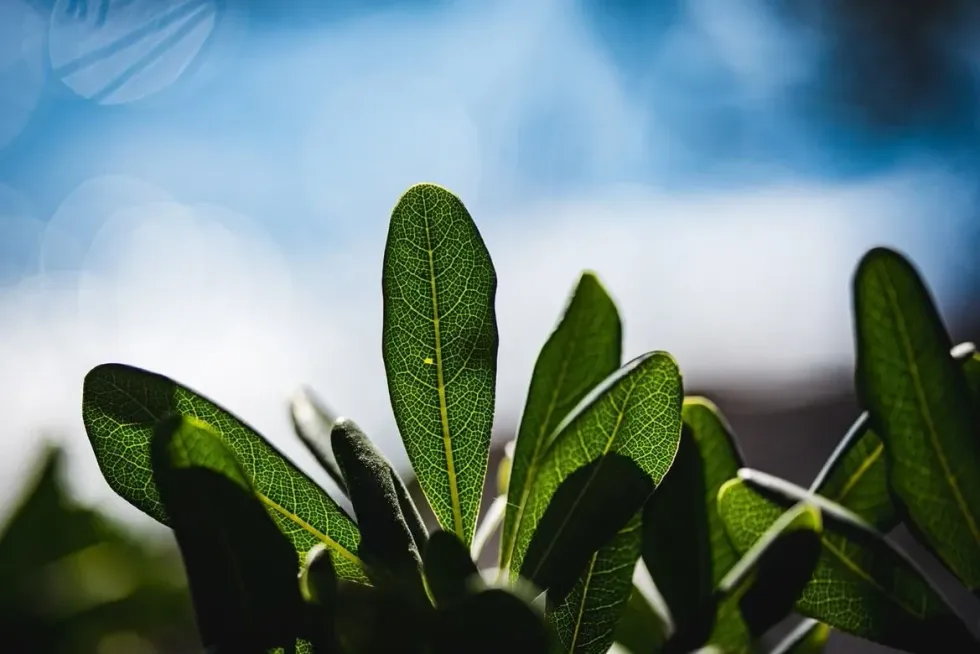 All budding gardeners must wonder, 'Do plant cells have a nucleus?'