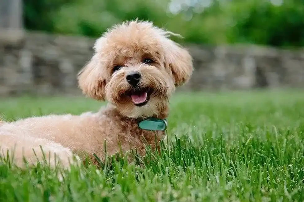 All movie-lovers ask the question 'what kind of dog is Benji?'