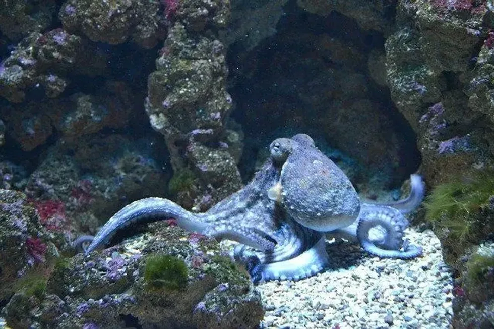 All octopus species produce venom with varying toxicity levels, which they inject using a beak resembling a bird's. Find out more octopus facts here.
