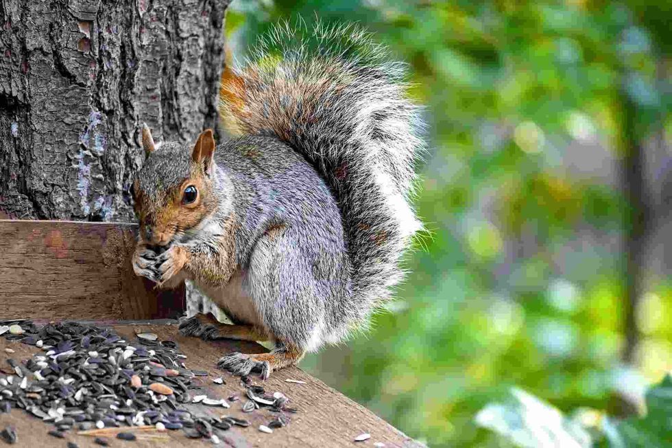 All squirrels do not carry rabies but some sick ones may.