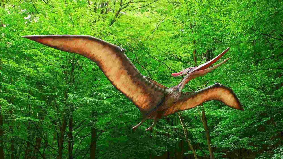 All we know about the appearance of the Caviramus