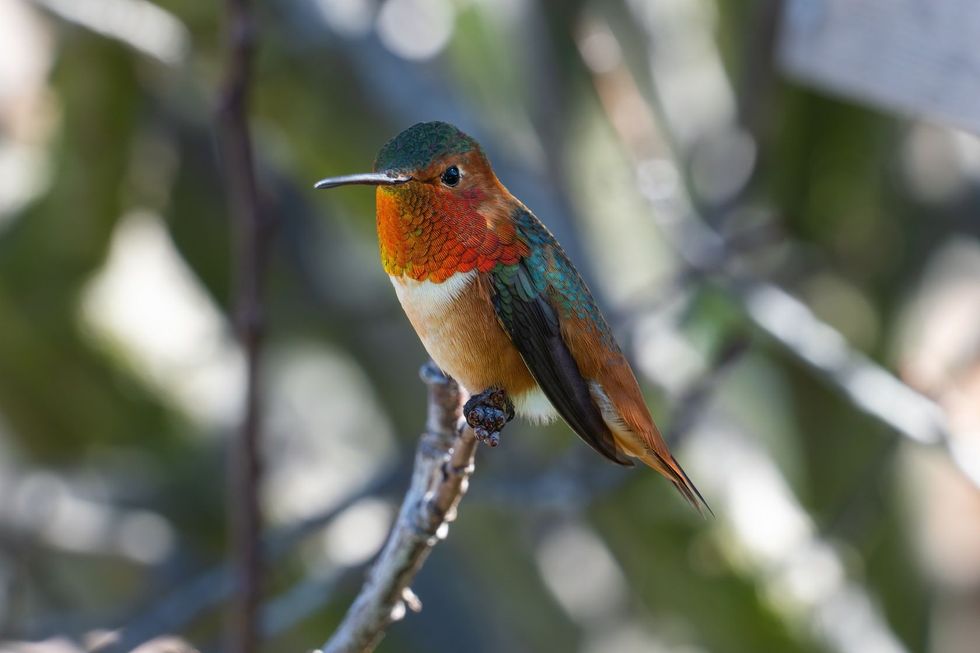 Allen's Hummingbird profile sitting on branch.