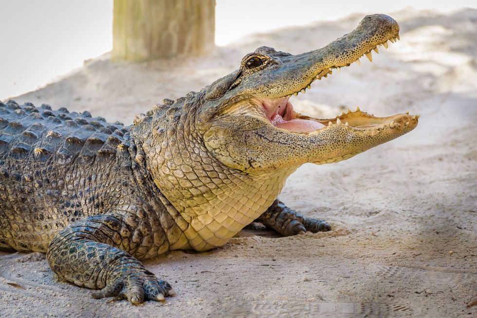Alligator with powerful jaw and sharp teeth